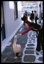 domesticated_pelican_mykonos