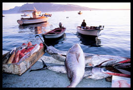 fish_on_dock_ammoudi