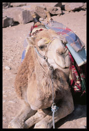 petra_camel