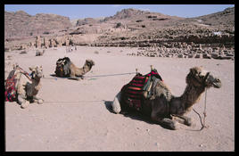three_camels_petra