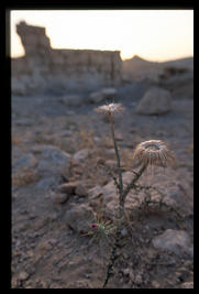 palmyra_desert_flower